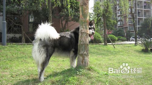 從幼犬抓起 如何教阿拉斯加犬認識生活用品